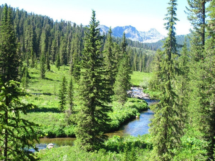Лиственничная тайга восточной сибири