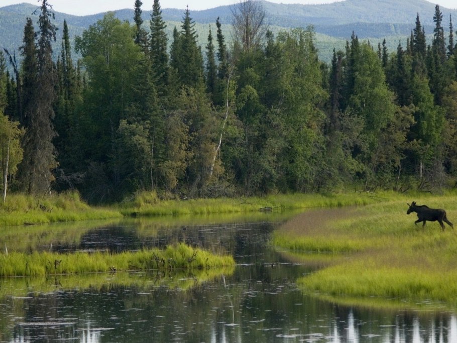 Тайга бореальные леса