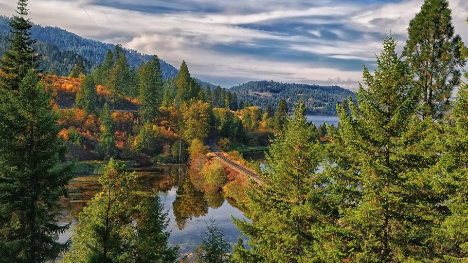 Лес Сибирь жарки