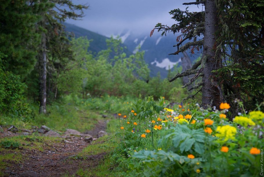 Тайга Алтай и Сибири