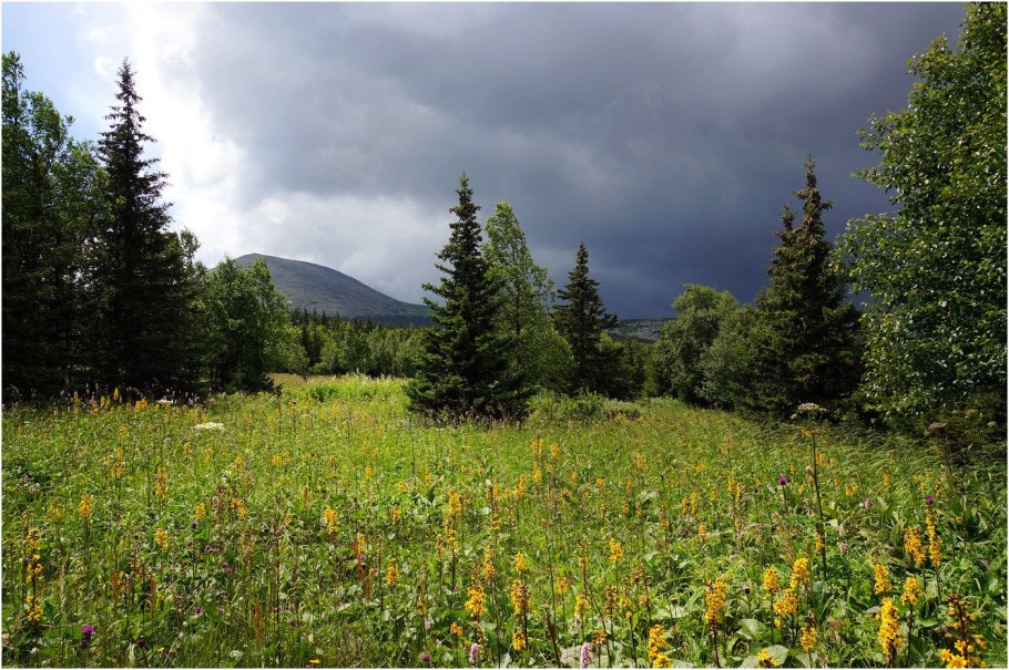 Аляскинская Тайга