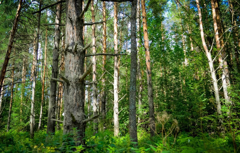 Восточно Сибирская Тайга