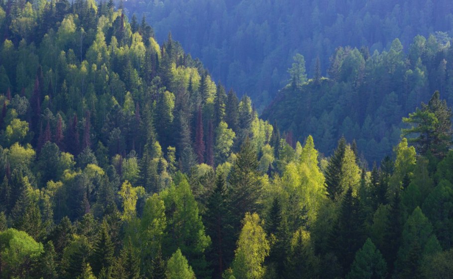 Ильменский заповедник сосны