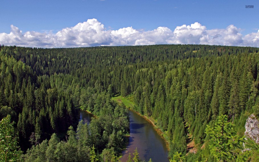 Тайга (хвойные леса) реки Сыктывкар