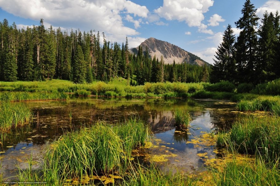 Таежные леса Кузнецкий Алатау
