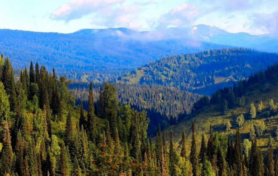 Алтайская Черневая Тайга