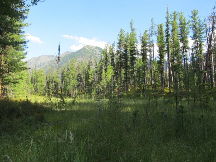 Тайга Тюхтетского района Красноярского края