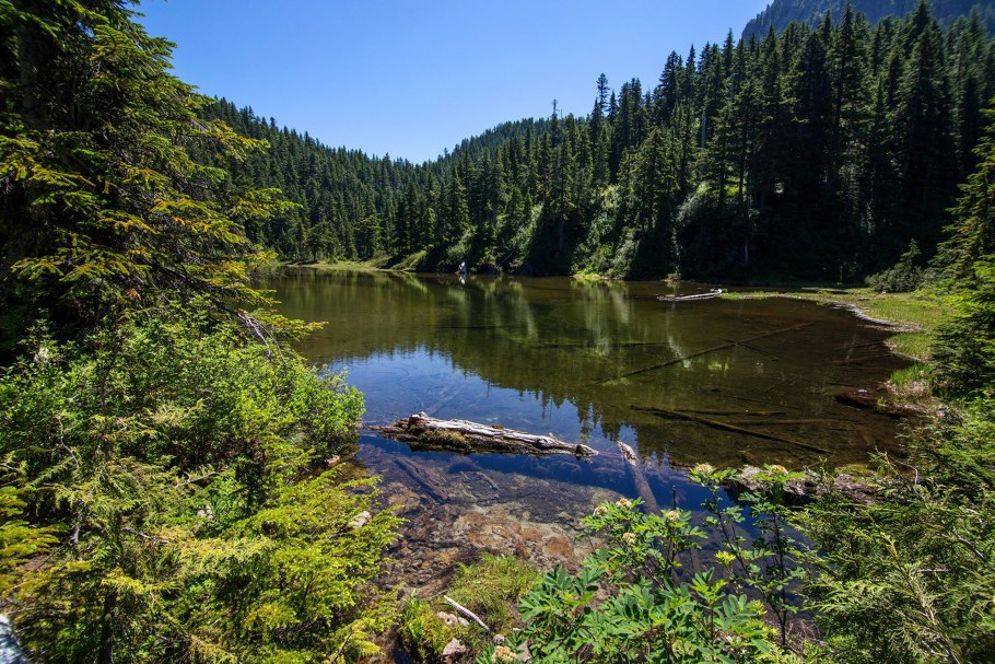 Тайга (хвойные леса) в Питере