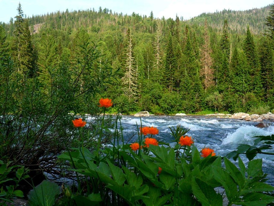 Тайга Сибири с высоты
