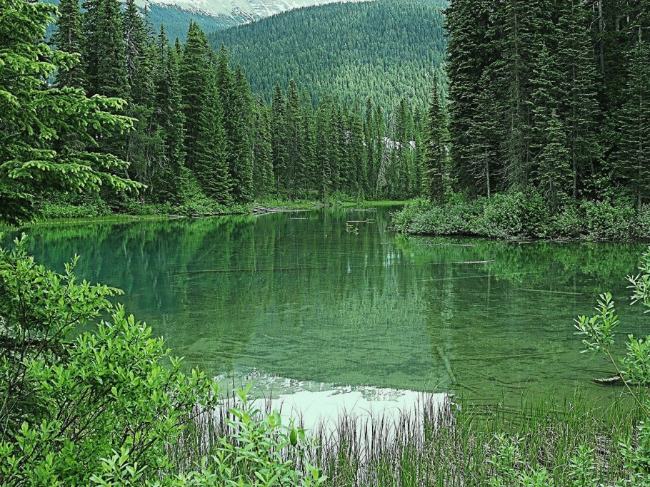 Субарктика Тайга