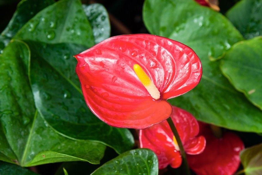 Anthurium цветок