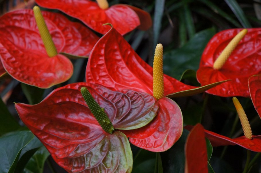 Антуриум шерцера