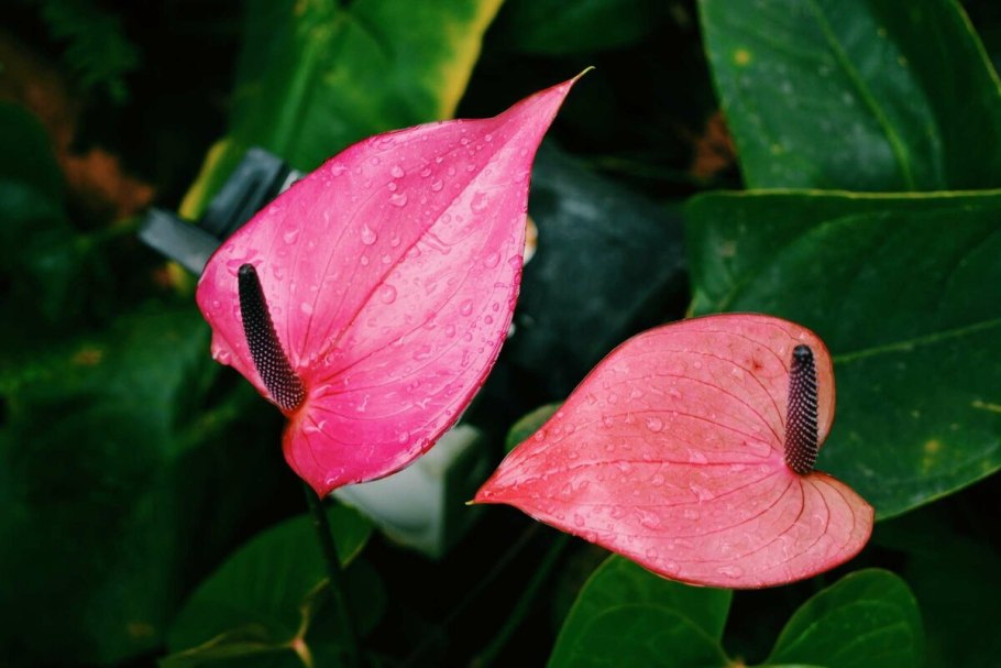 Антуриум Андре Фламинго