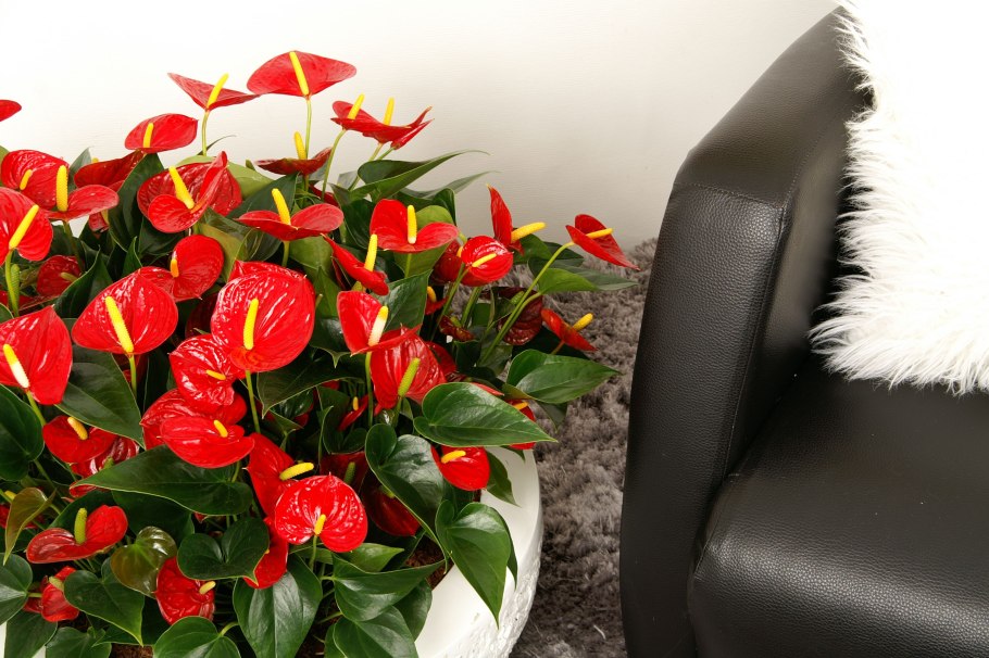 Антуриум алтимо