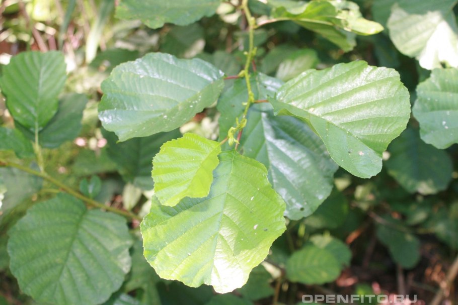 Ольха черная Imperialis