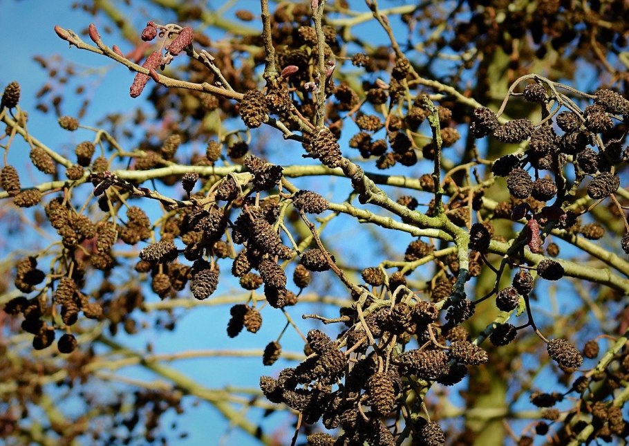 Alnus glutinosa (ольха европейская)