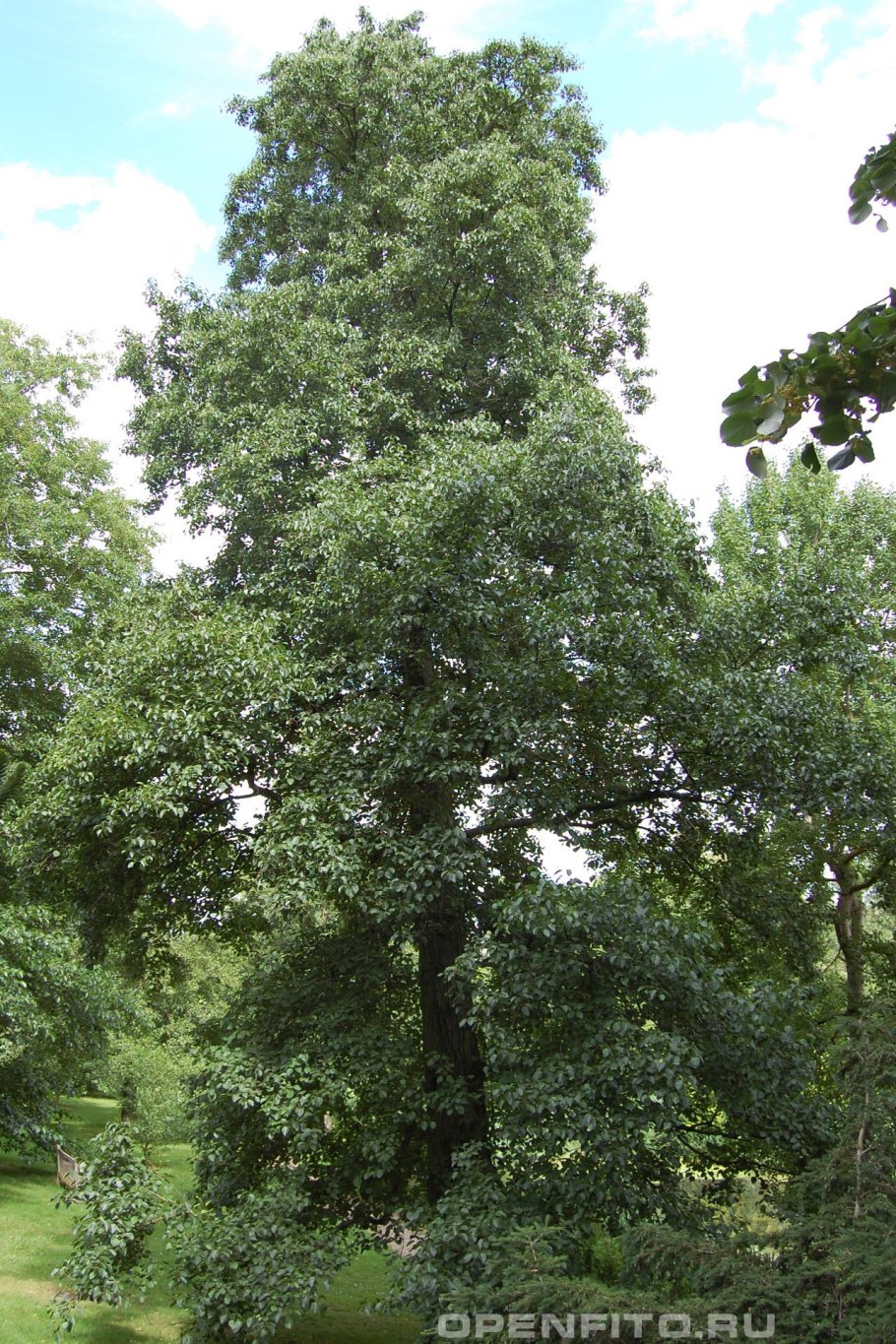 Ольха сердцевидная