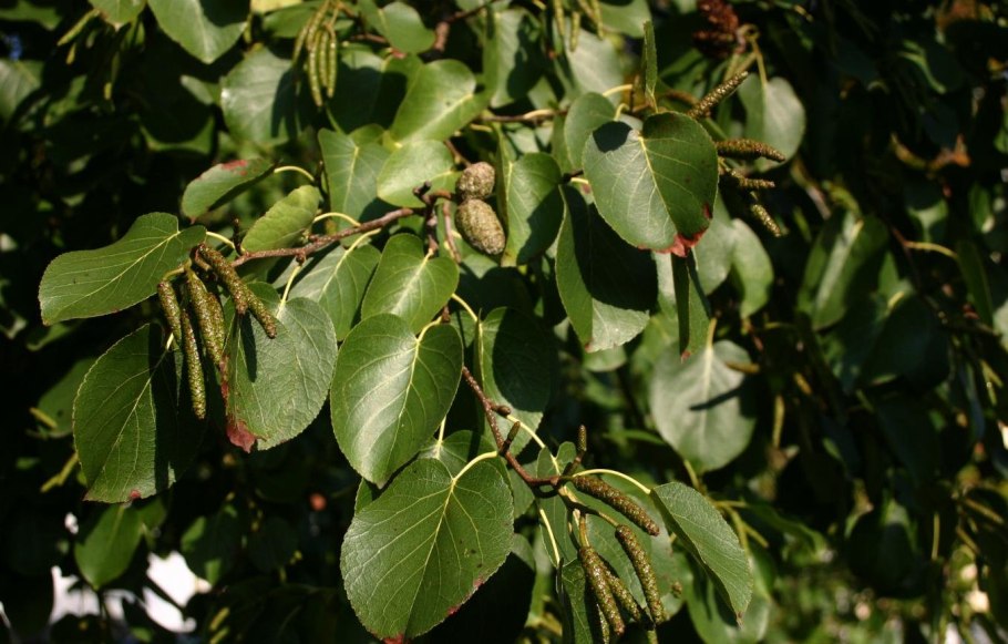 Ольха черная (Alnus glutinosa)