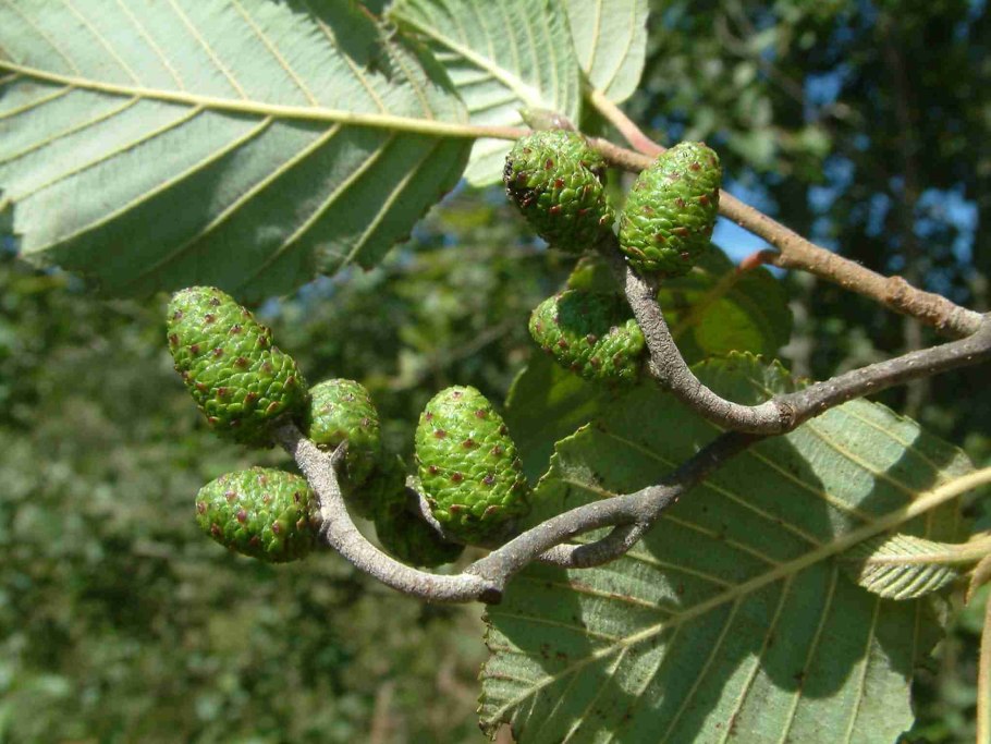 Ольха черная (Alnus glutinosa)