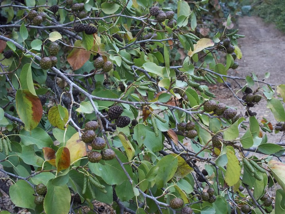 Ольха черная (Alnus glutinosa)