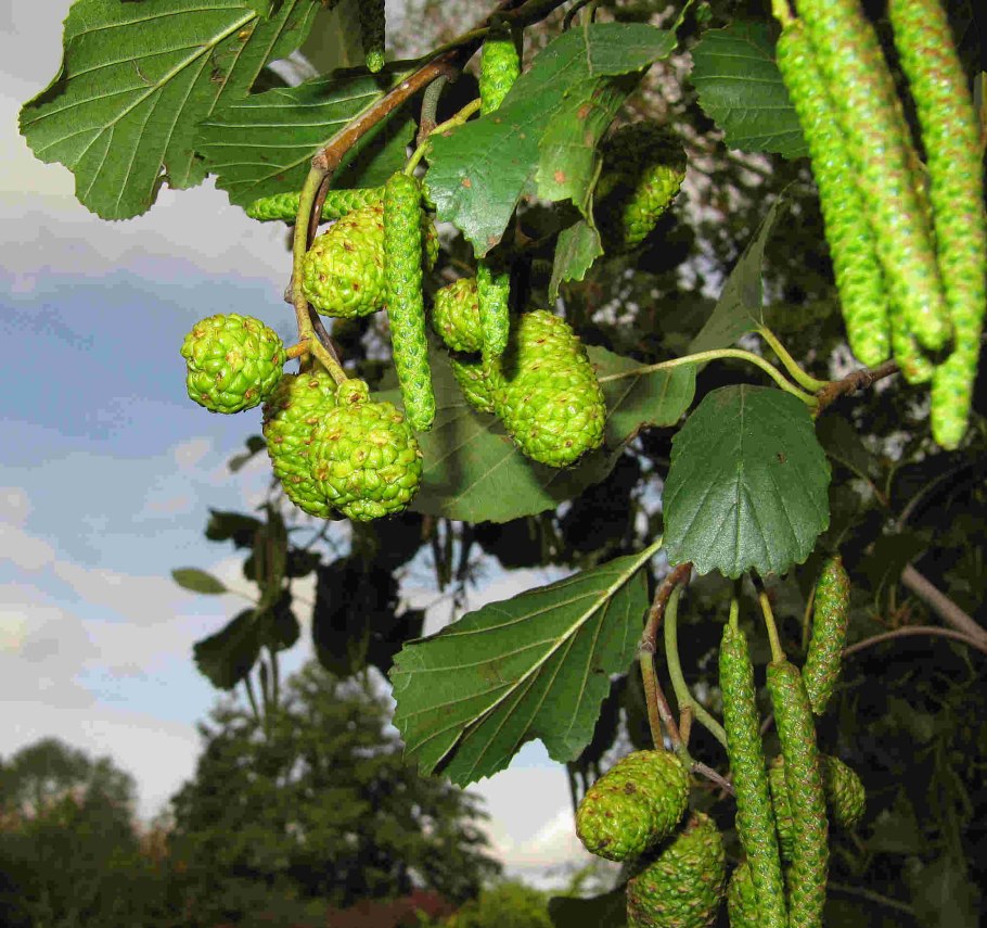 Alnus glutinosa