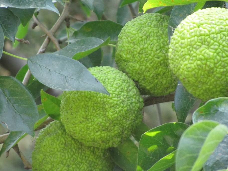 Маклюра яблоконосная