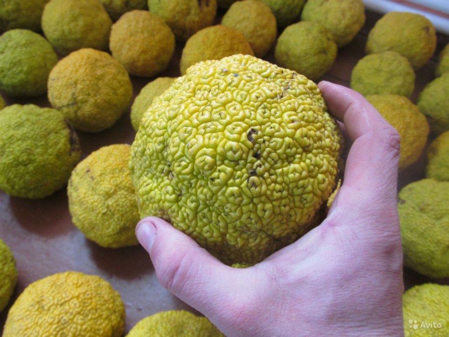 Маклюра адамово яблоко