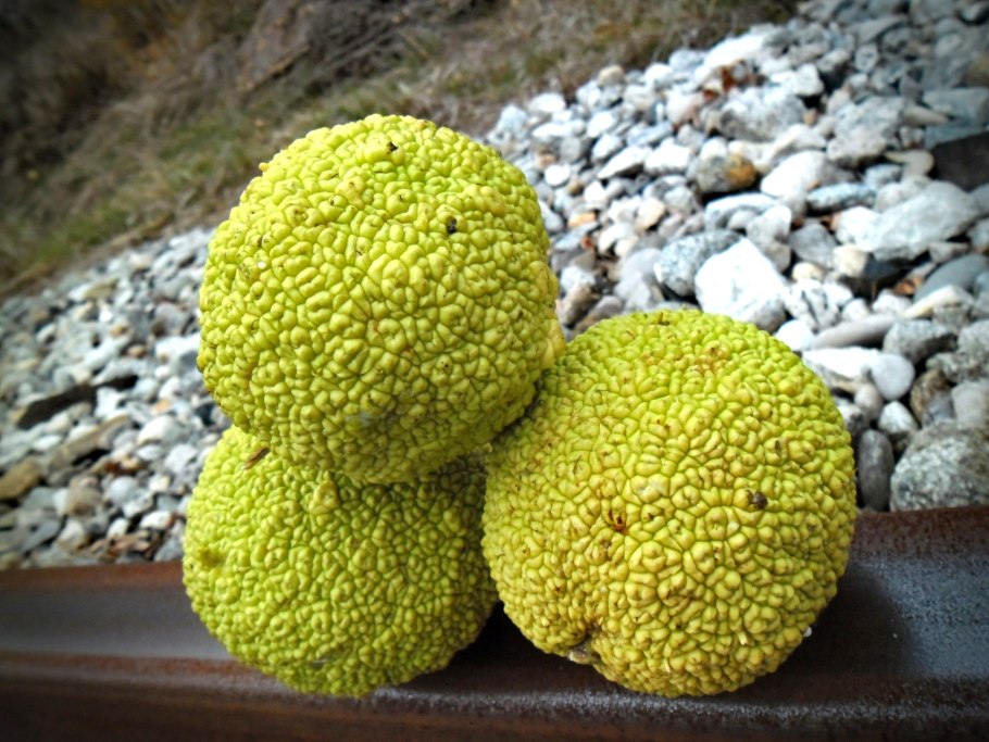 Маклюра крымская