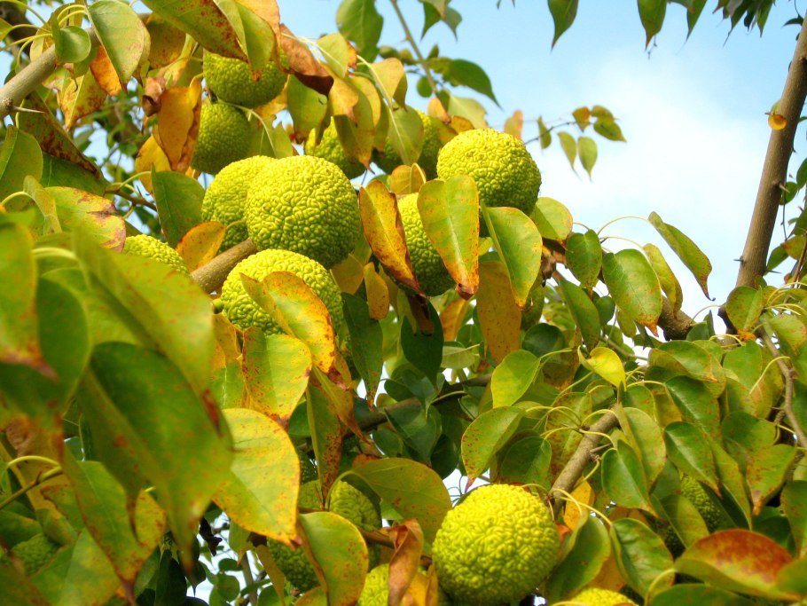 Маклюра Крымская