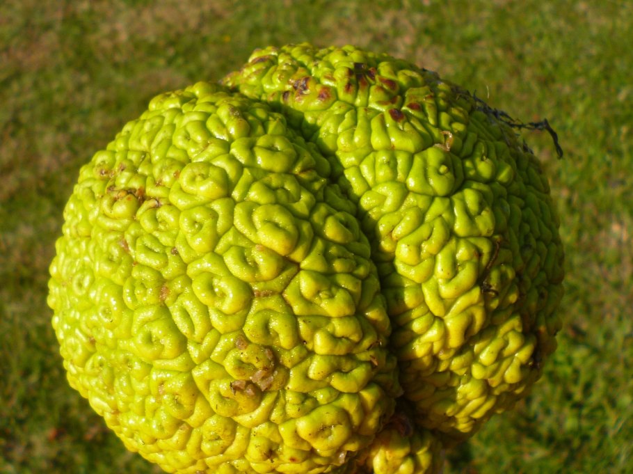 Макфлури Аламово яблоко