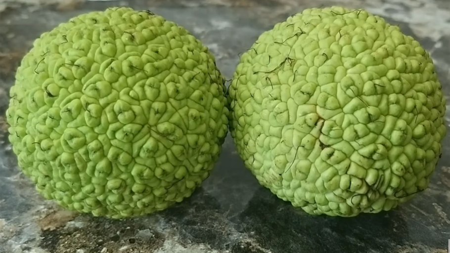 Маклюра яблоконосная