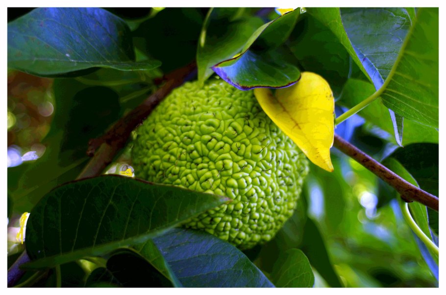 Дерево маклюра адамово яблоко