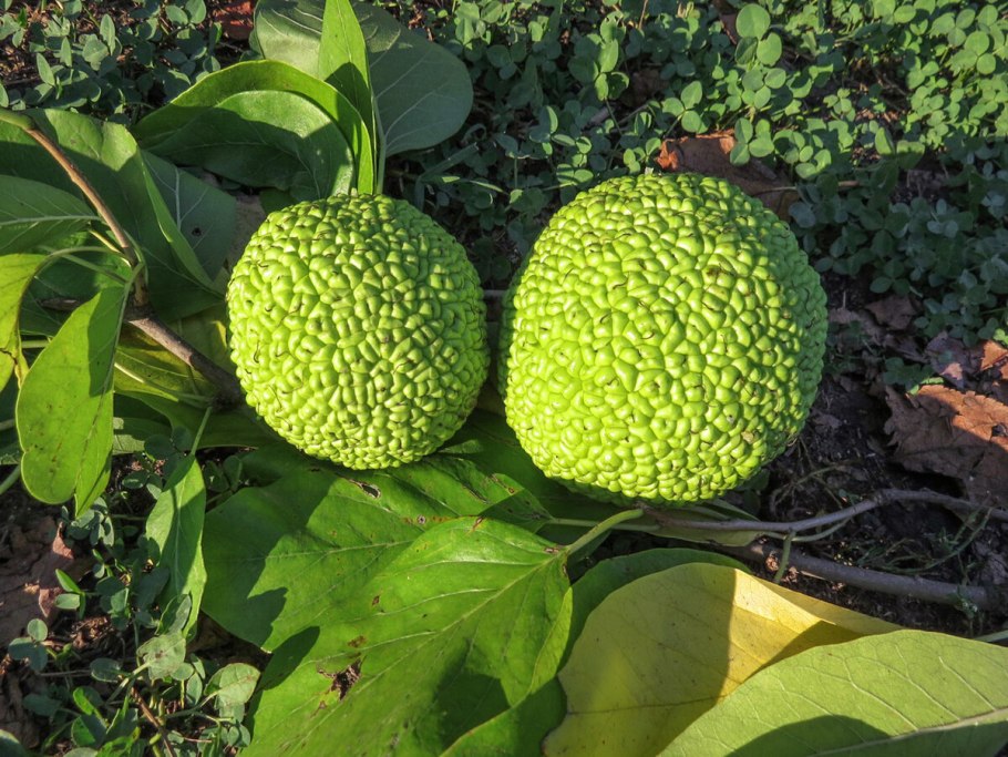 Маклюра адамово