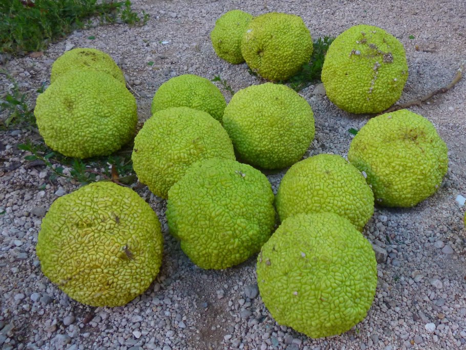 Куст маклюра