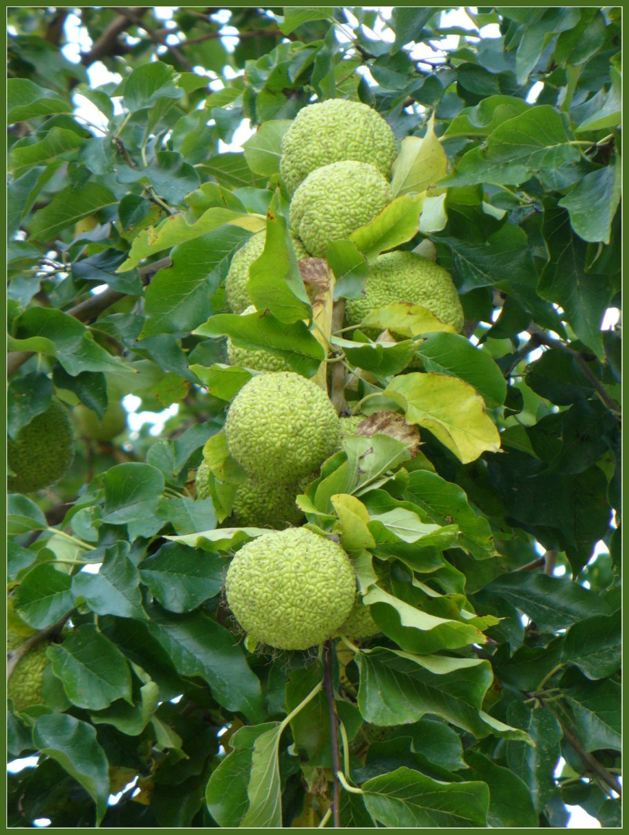 Osage Orange дерево