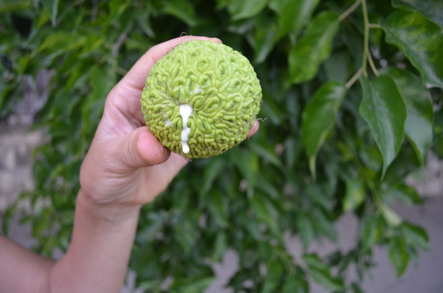 Адамово яблоко маклюра