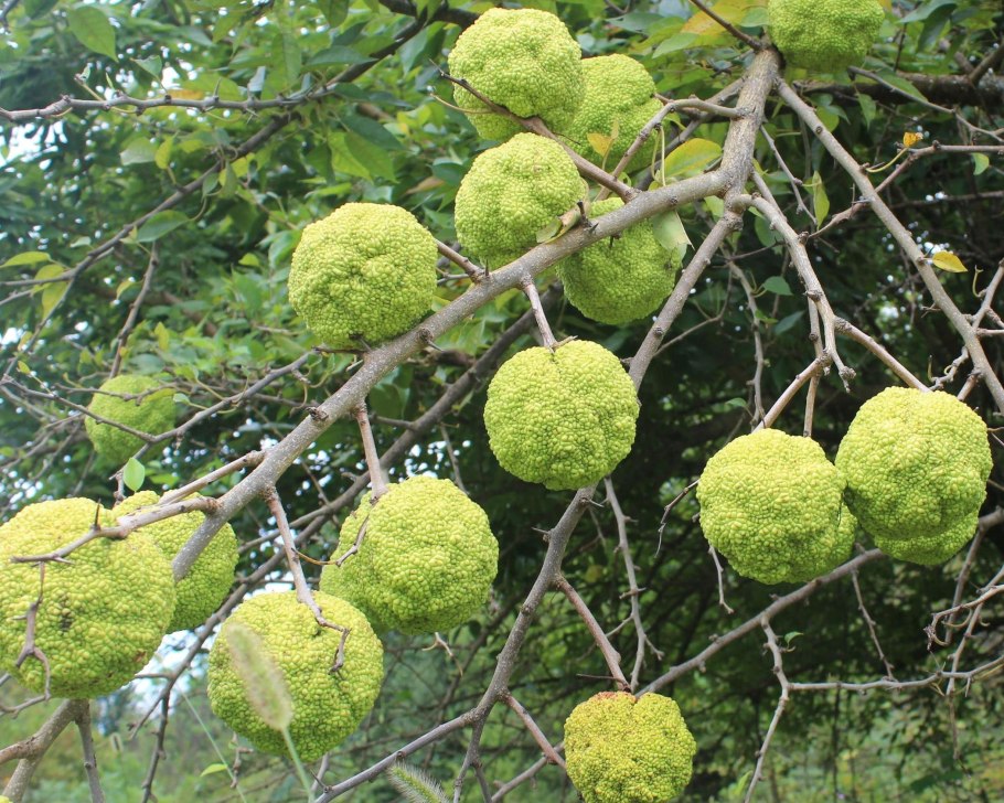 Маклюра адамово яблоко растение