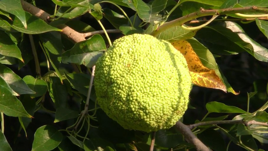 Дерево маклюра адамово яблоко