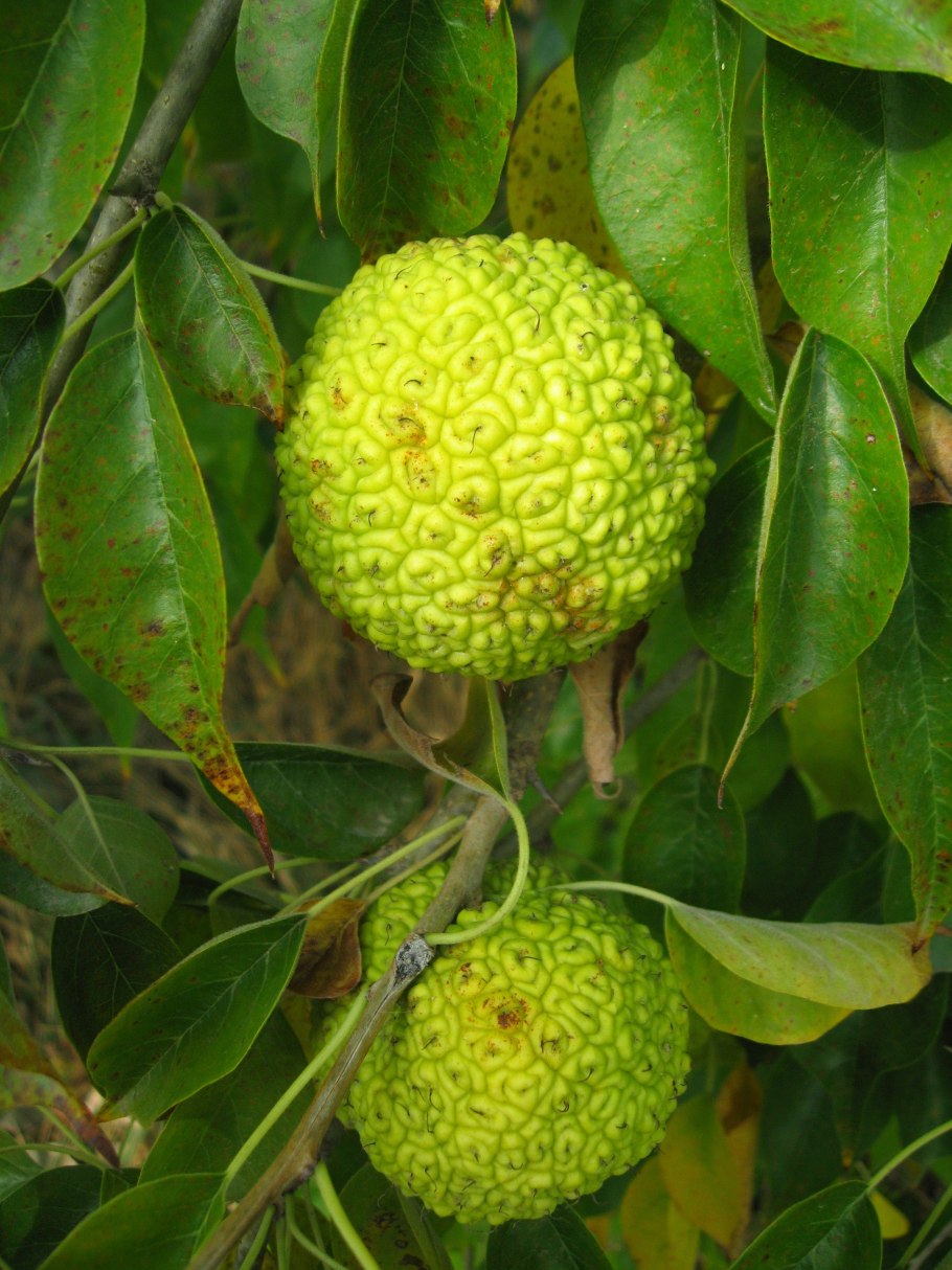 Маклюра оранжевая