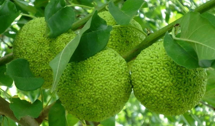 Маклюра крымская дерево