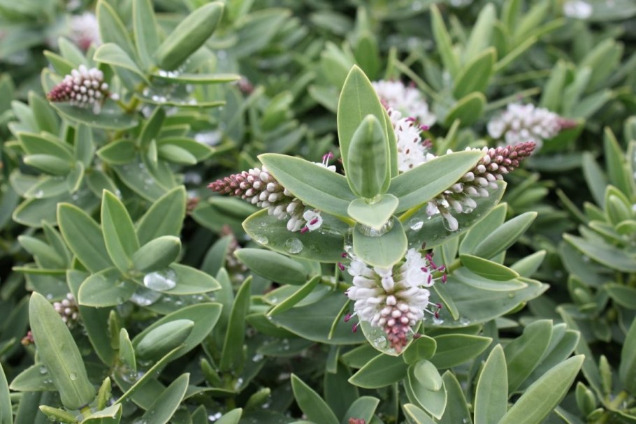 Кустарники микс (hebe, variegata) d12