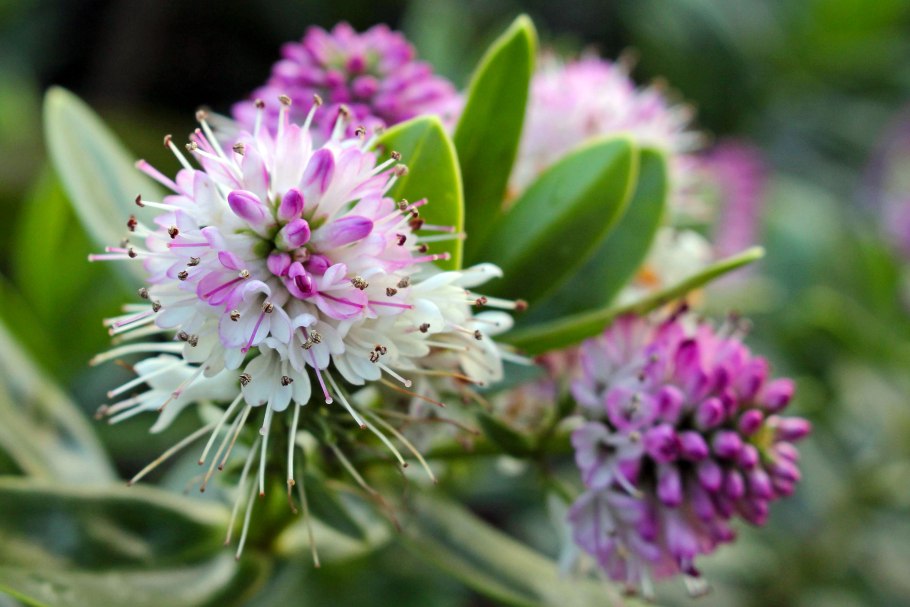 Хэбэ растение