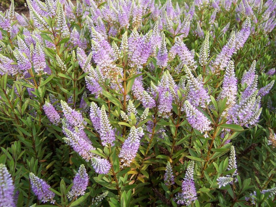 Хэбэ растение