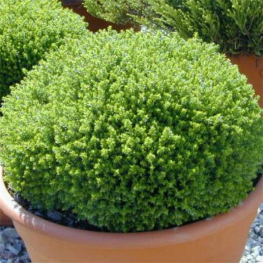 Shrubby Вероника