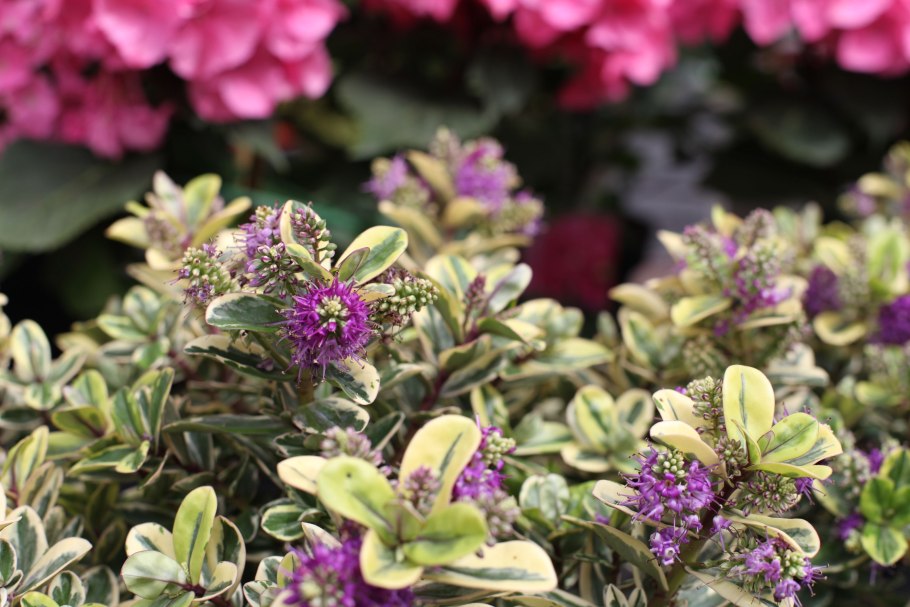 Вечнозеленый кустарник с сиреневыми цветами