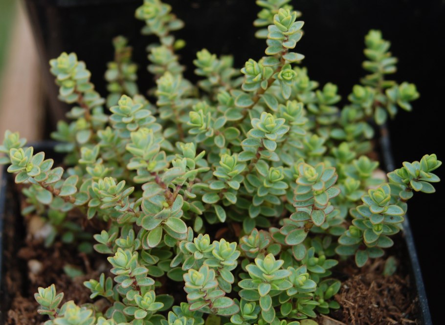 Macrosiphonia brachysiphon