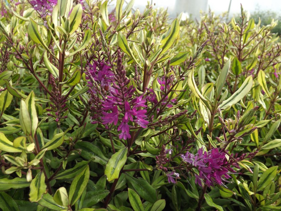 Abromeitiella brevifolia