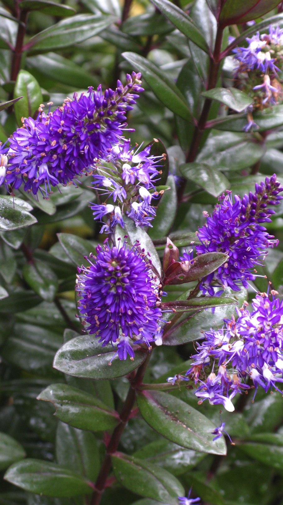 Растение Вероника вариегатная