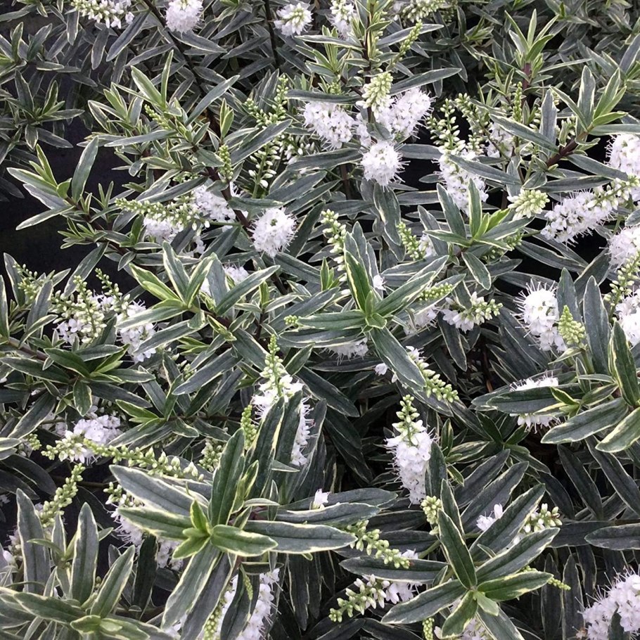 Адденда Катрина растение