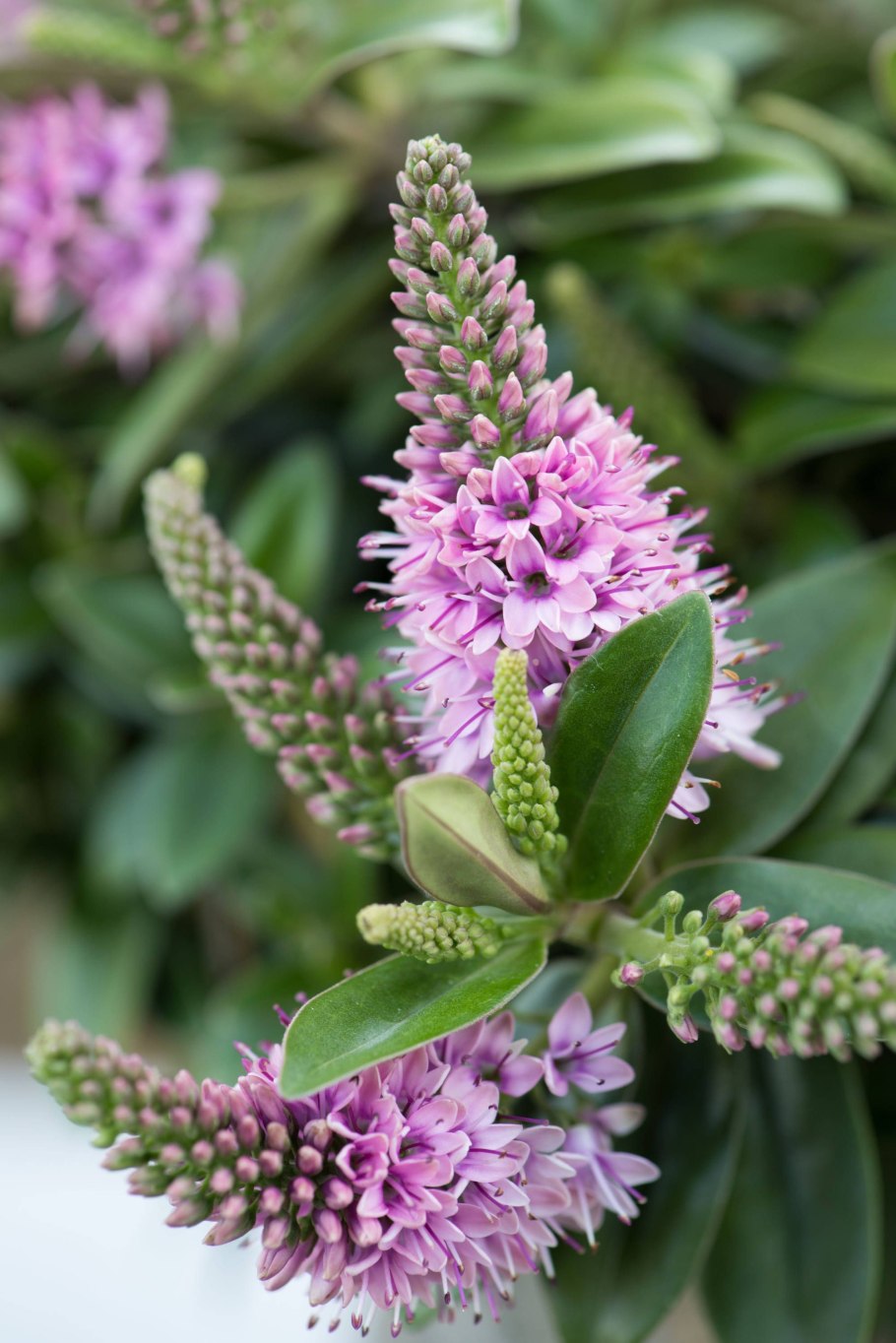 Вероника вариегатная